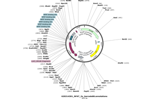 Author Map
