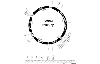 Author Map