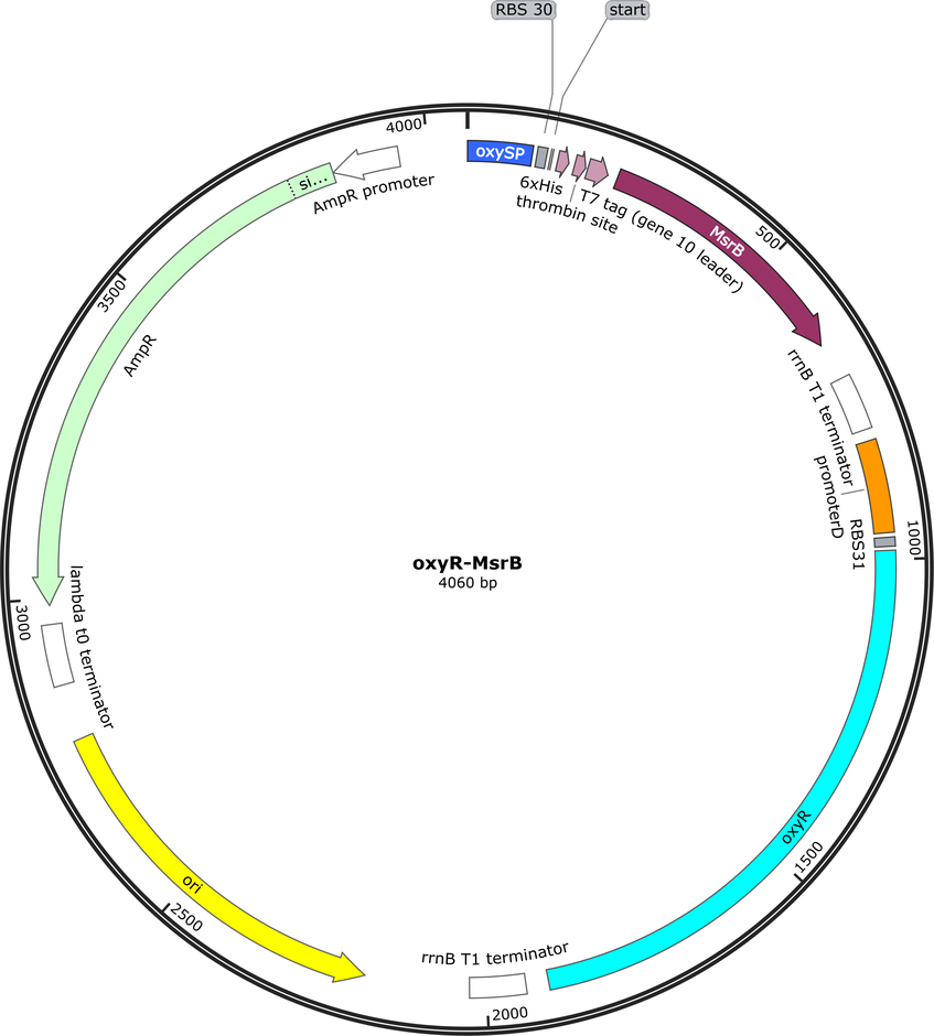 Author Map