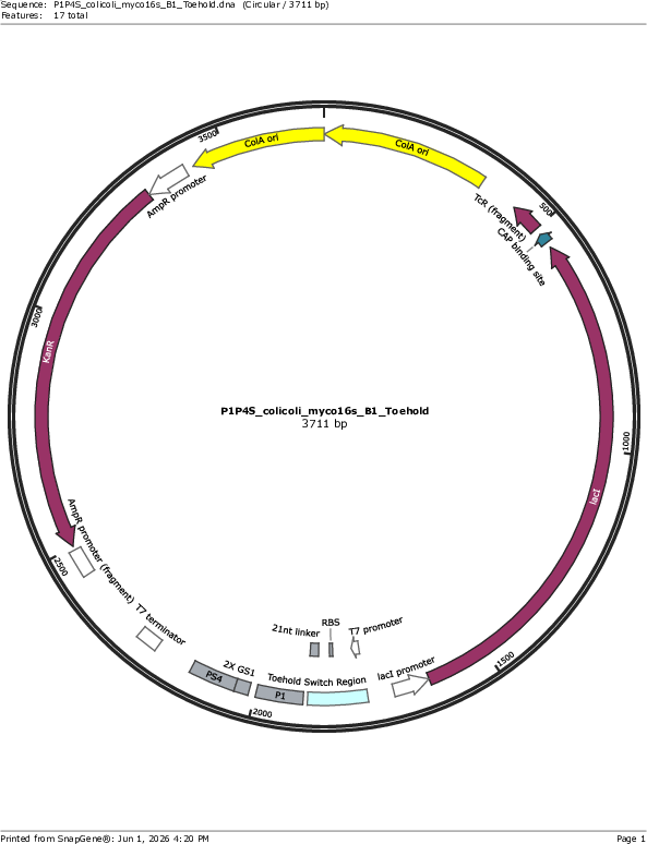 Addgene: pColA-Mycoplasma-TS-BINOCULAR-P1-P4S