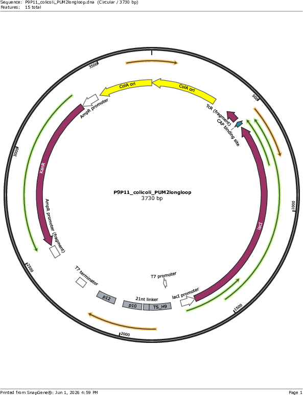 Addgene: pColA-PUM2-TS-BINOCULAR-P10-P12