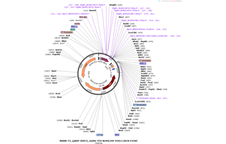 Author Map
