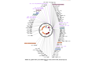Author Map