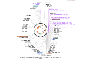 Author Map
