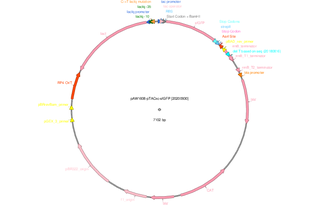 Author Map