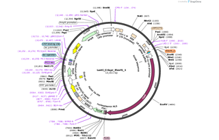 Author Map