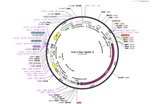Author Map