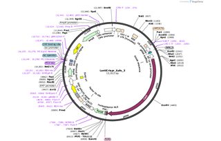 Author Map