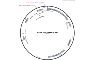 Author Map