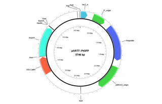 Author Map