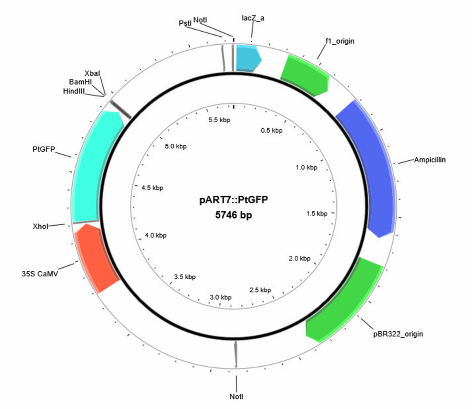 Author Map