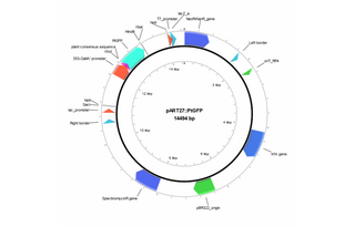 Author Map