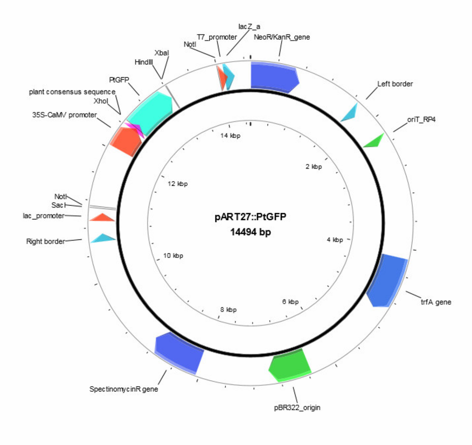 Author Map
