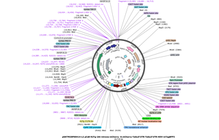 Author Map