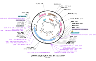 Author Map