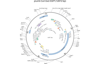 Author Map