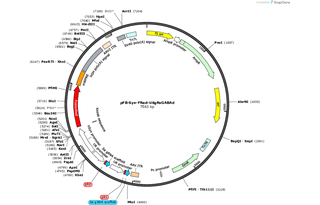 Author Map