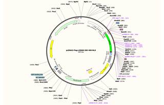 Author Map
