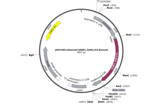 Author Map