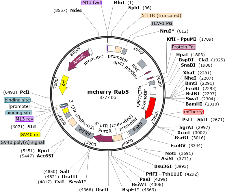 Author Map