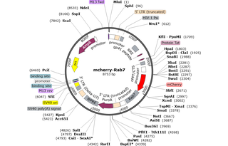Author Map