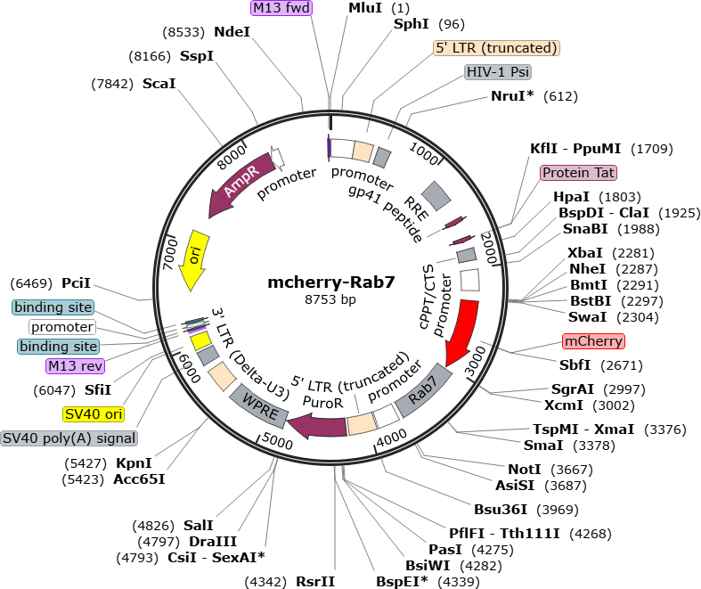 Author Map