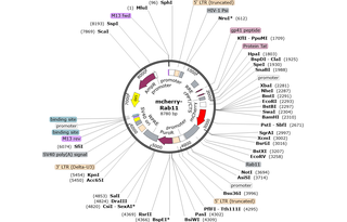 Author Map