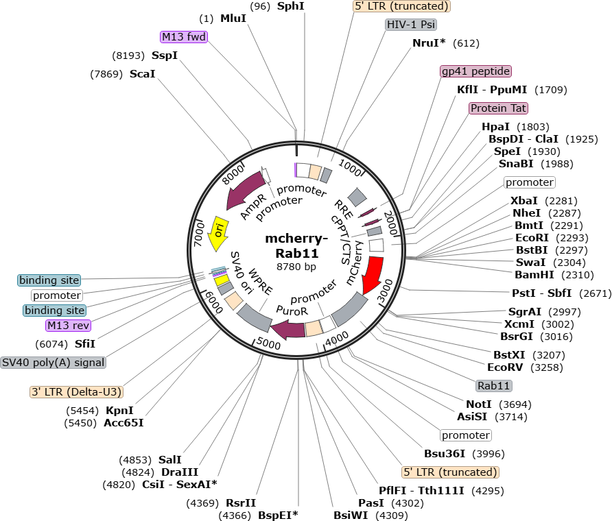 Author Map