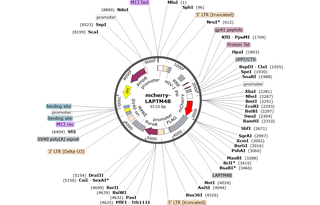 Author Map