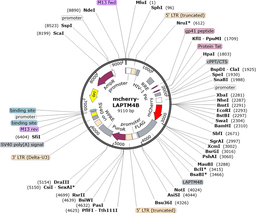Author Map