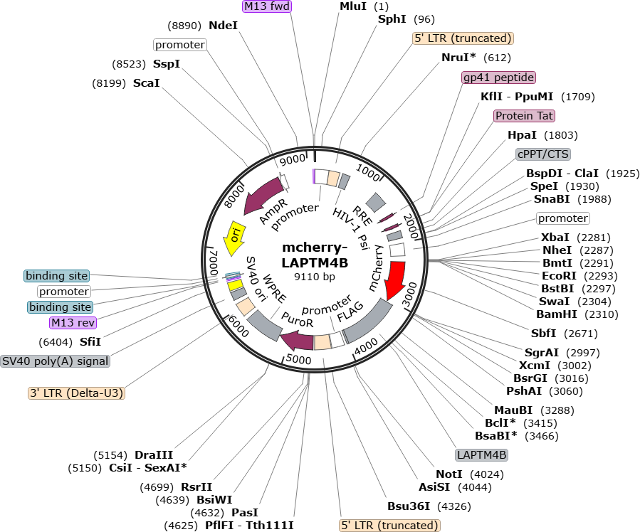 Author Map