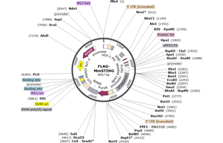 Author Map