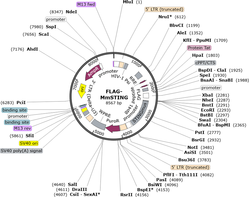 Author Map