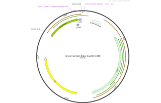 Author Map