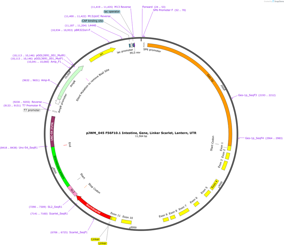 Author Map