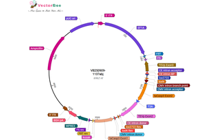 Author Map