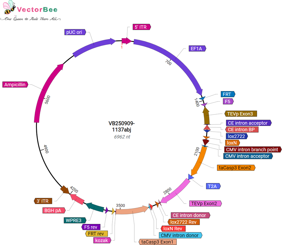 Author Map