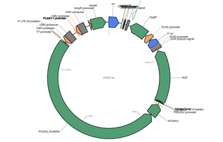 Author Map