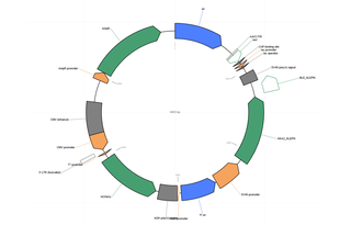 Author Map