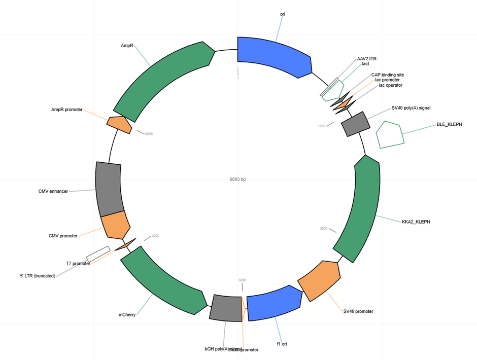 Author Map