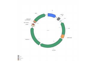 Author Map