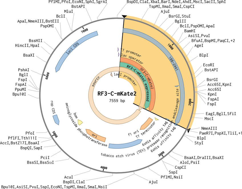 Author Map