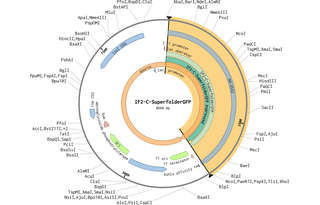 Author Map