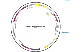 Author Map
