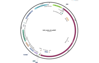 Author Map