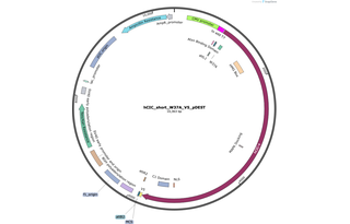 Author Map