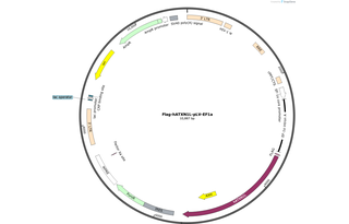 Author Map