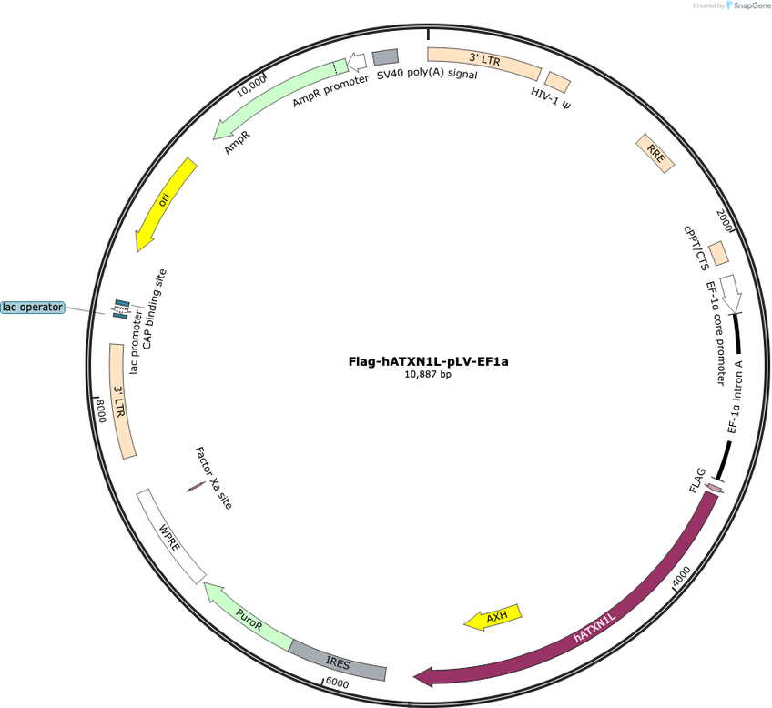 Author Map