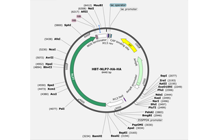 Author Map
