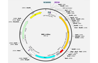 Author Map